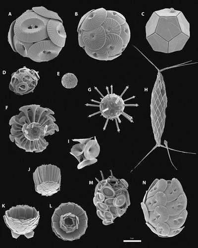 Coccolithophores